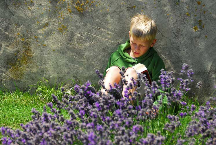 Lavender Farm - Otaki - Wellington