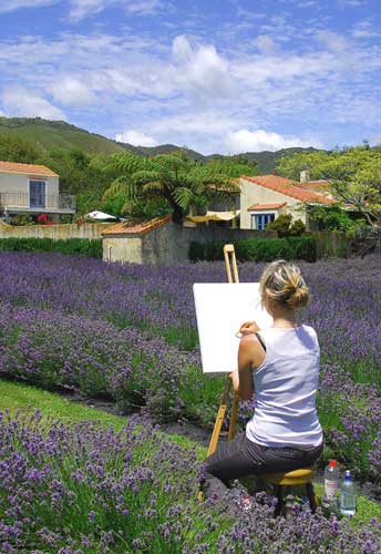 Lavender Farm - Otaki - Wellington