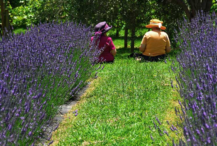 Lavender Farm - Otaki - Wellington