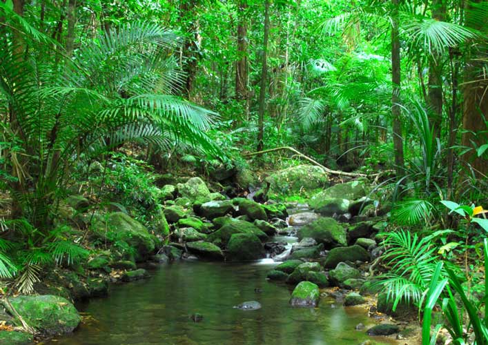 Daintree - New Zealand